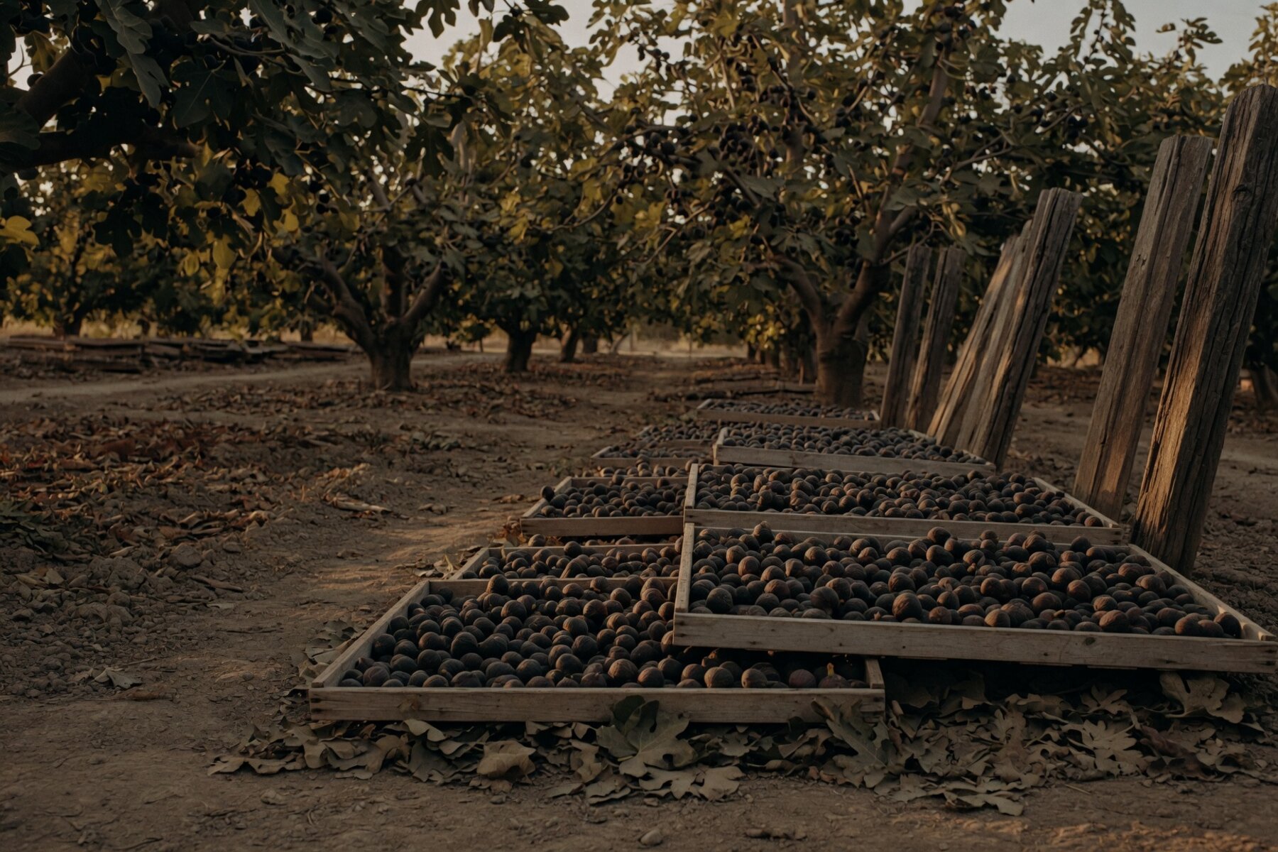 Fig orchard at golden hour with trays of sun-drying figs